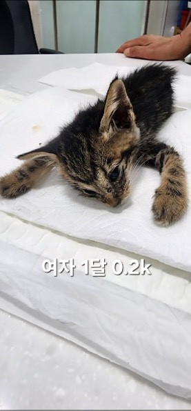 보호중 한국 고양이…