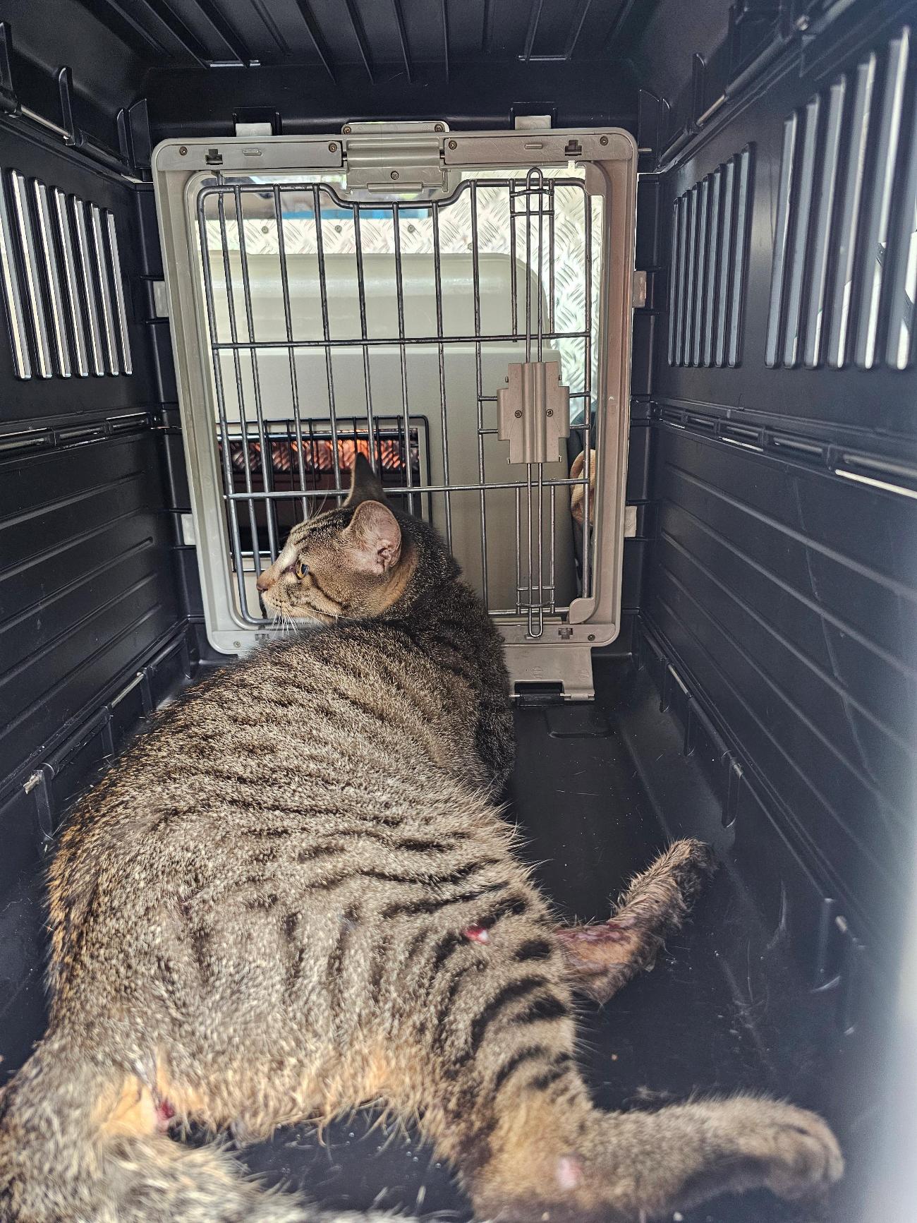 보호중 한국 고양이…
