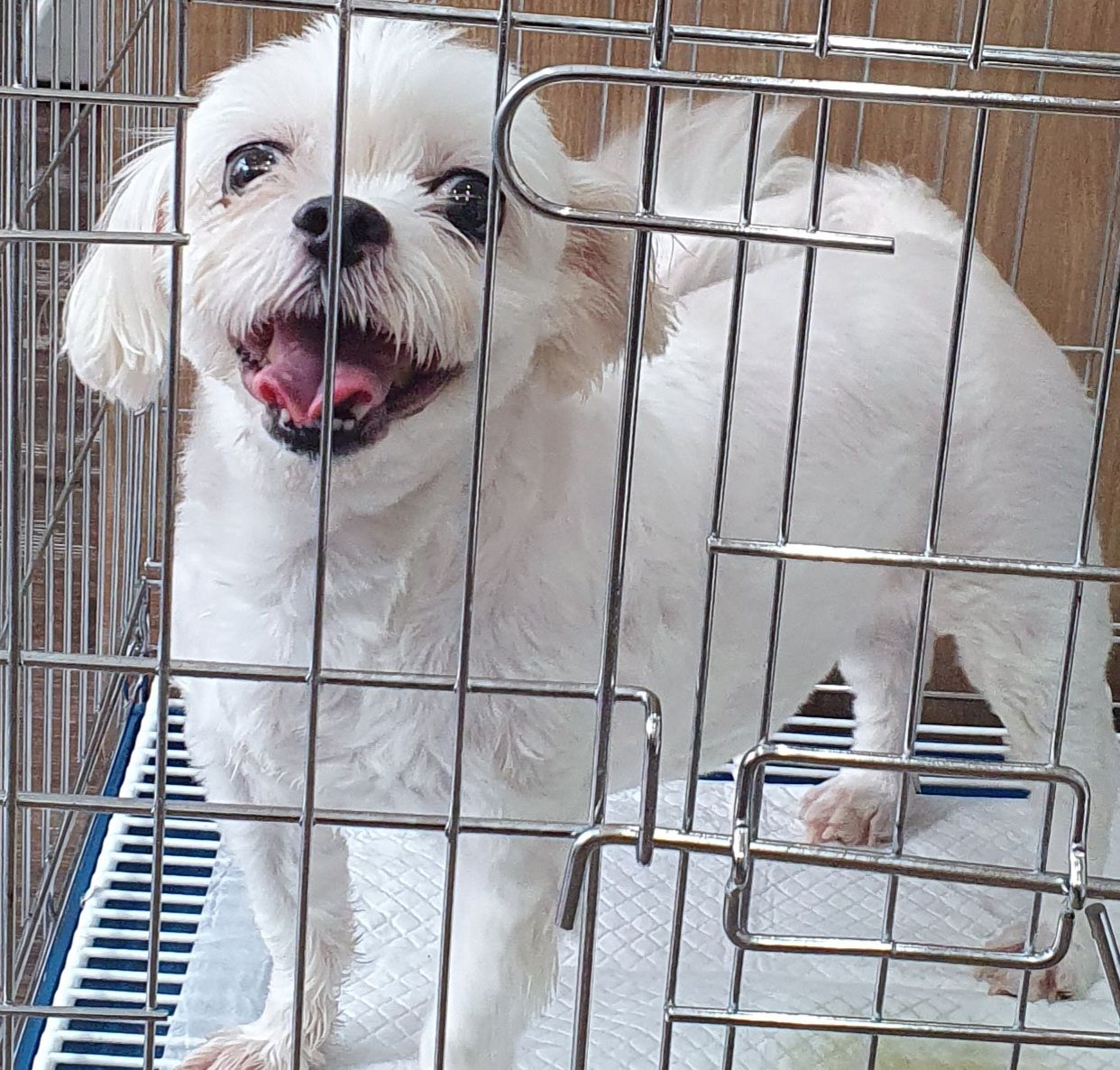 디아크 동물종합병원_411320202500464