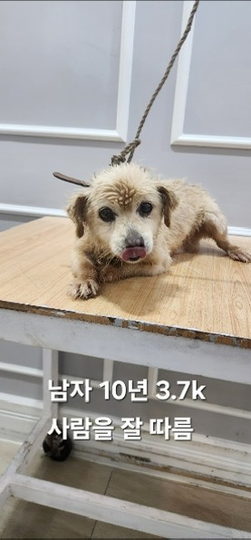 보호중 믹스견의 가…