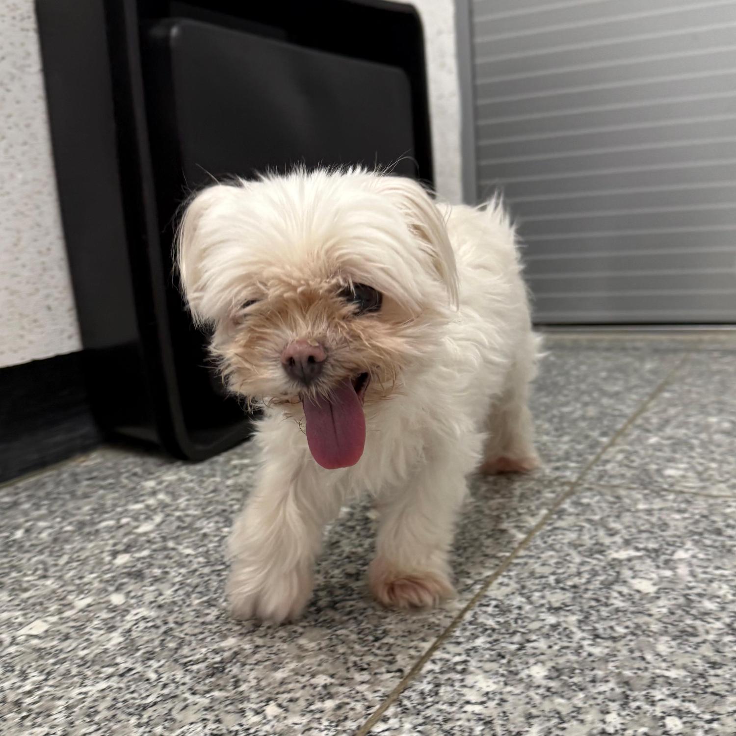 강릉시 동물사랑센터_442420202500493
