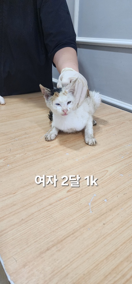보호중 한국 고양이…
