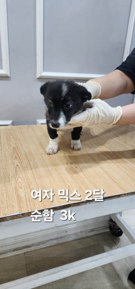 보호중 믹스견의 가…