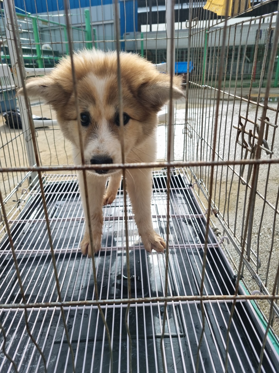 부안군 동물보호센터_445479202501034