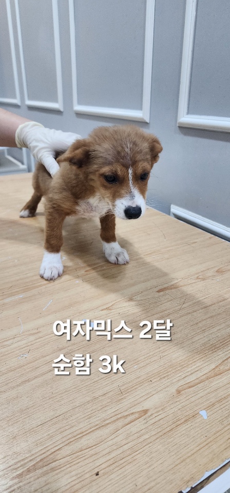 보호중 믹스견의 가…