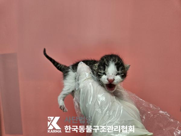 한국동물구조관리협회_411304202500444