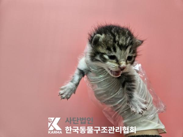 한국동물구조관리협회_411317202500408