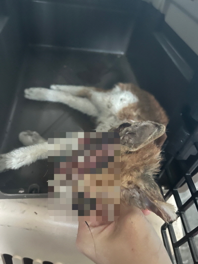 (사)동부동물보호협회_426331202500467