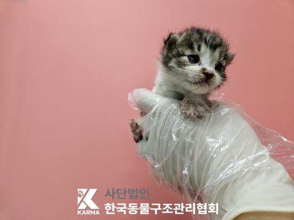 보호중 한국 고양이…
