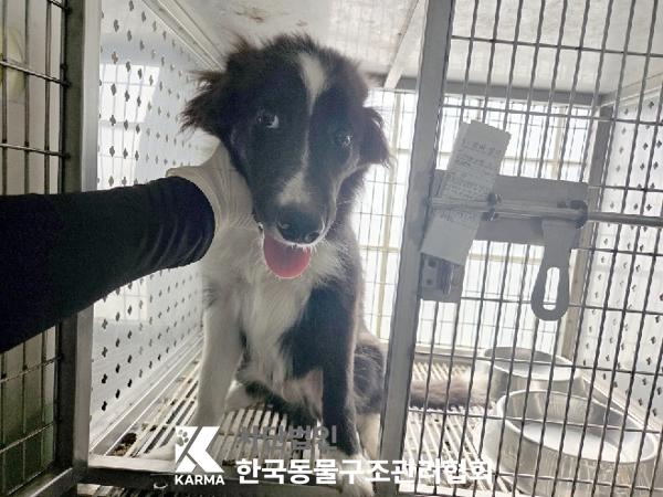 보호중 보더 콜리의…