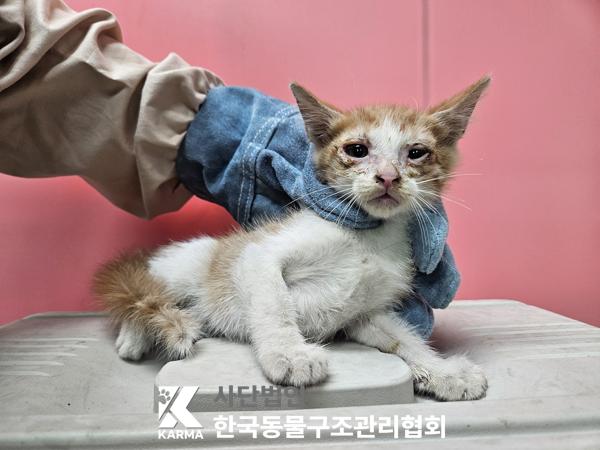 보호중 한국 고양이…