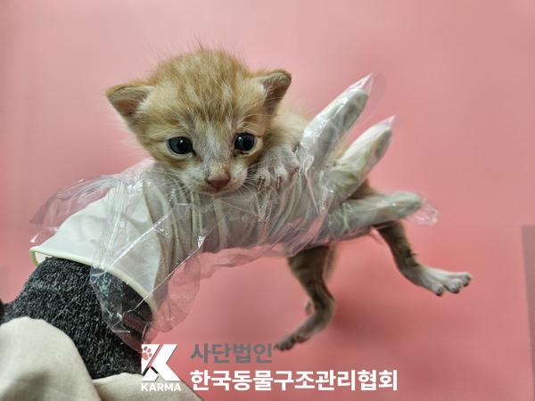 한국동물구조관리협회_441398202500405