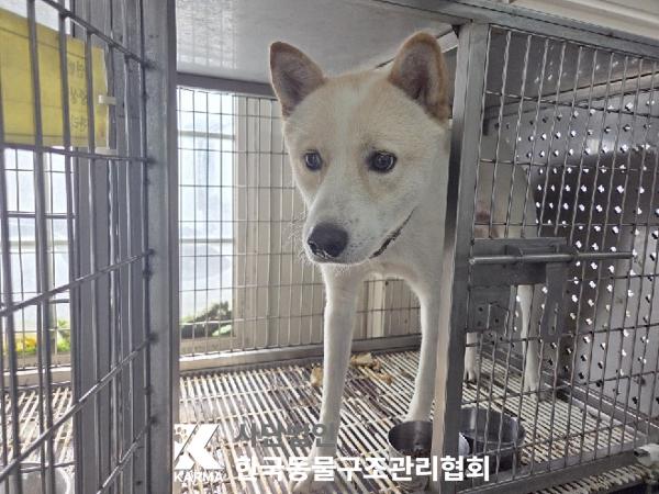 종료(반환) 믹스견…