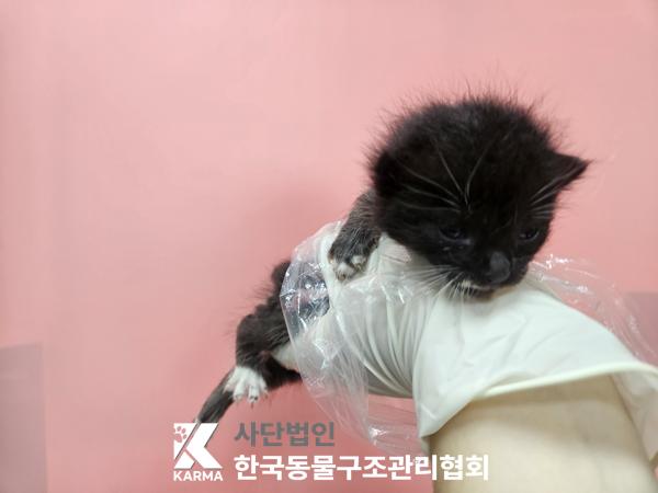 한국동물구조관리협회_411317202500409