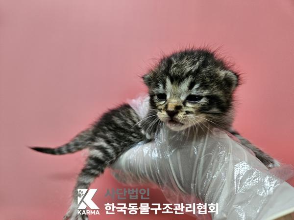 한국동물구조관리협회_411317202500411