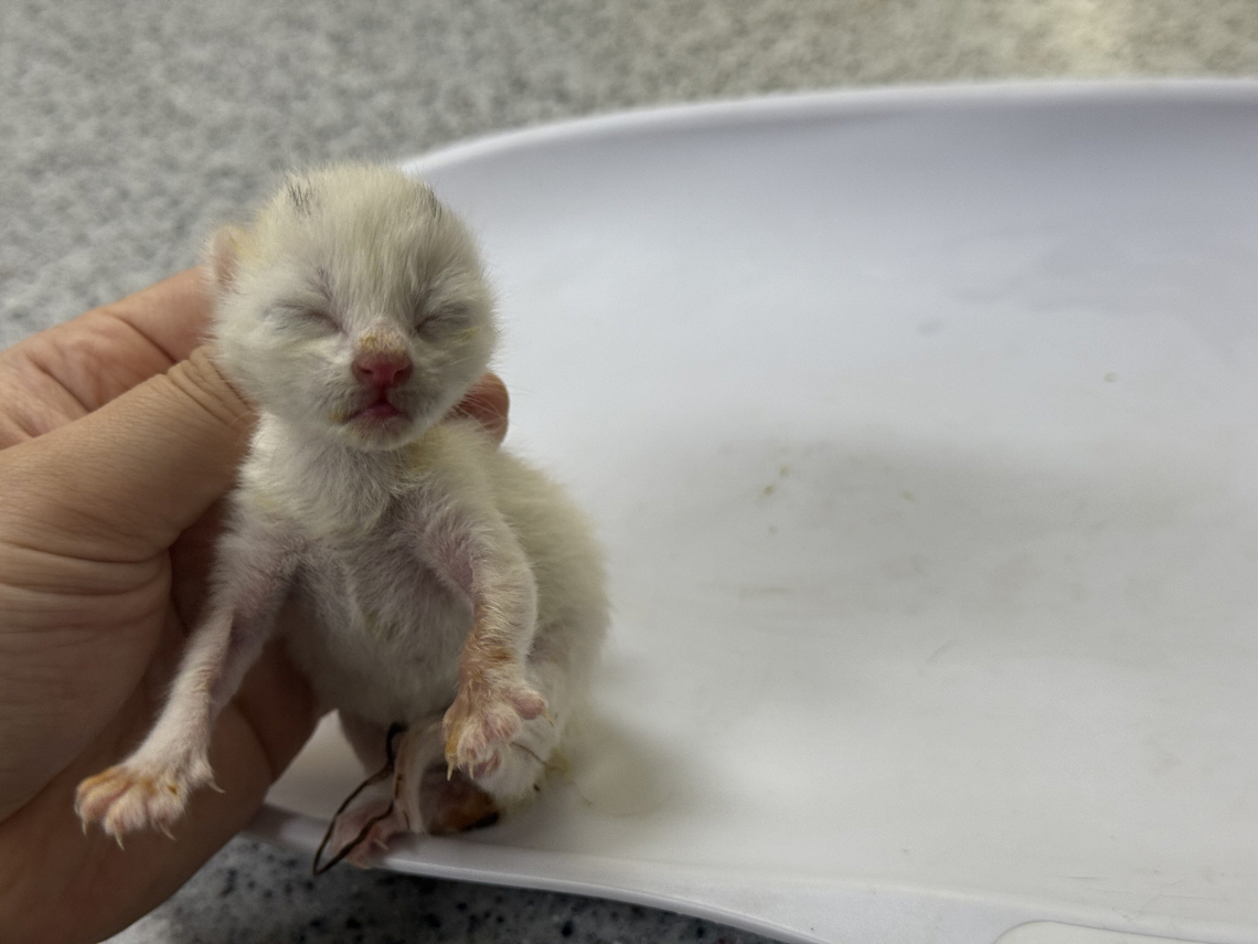 보호중 한국 고양이…