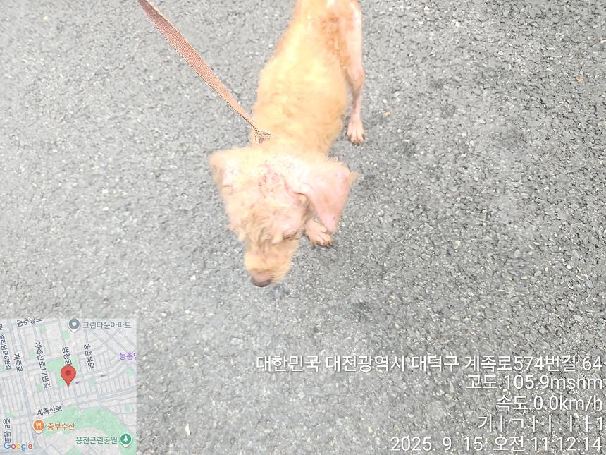 보호중 푸들의 가족…