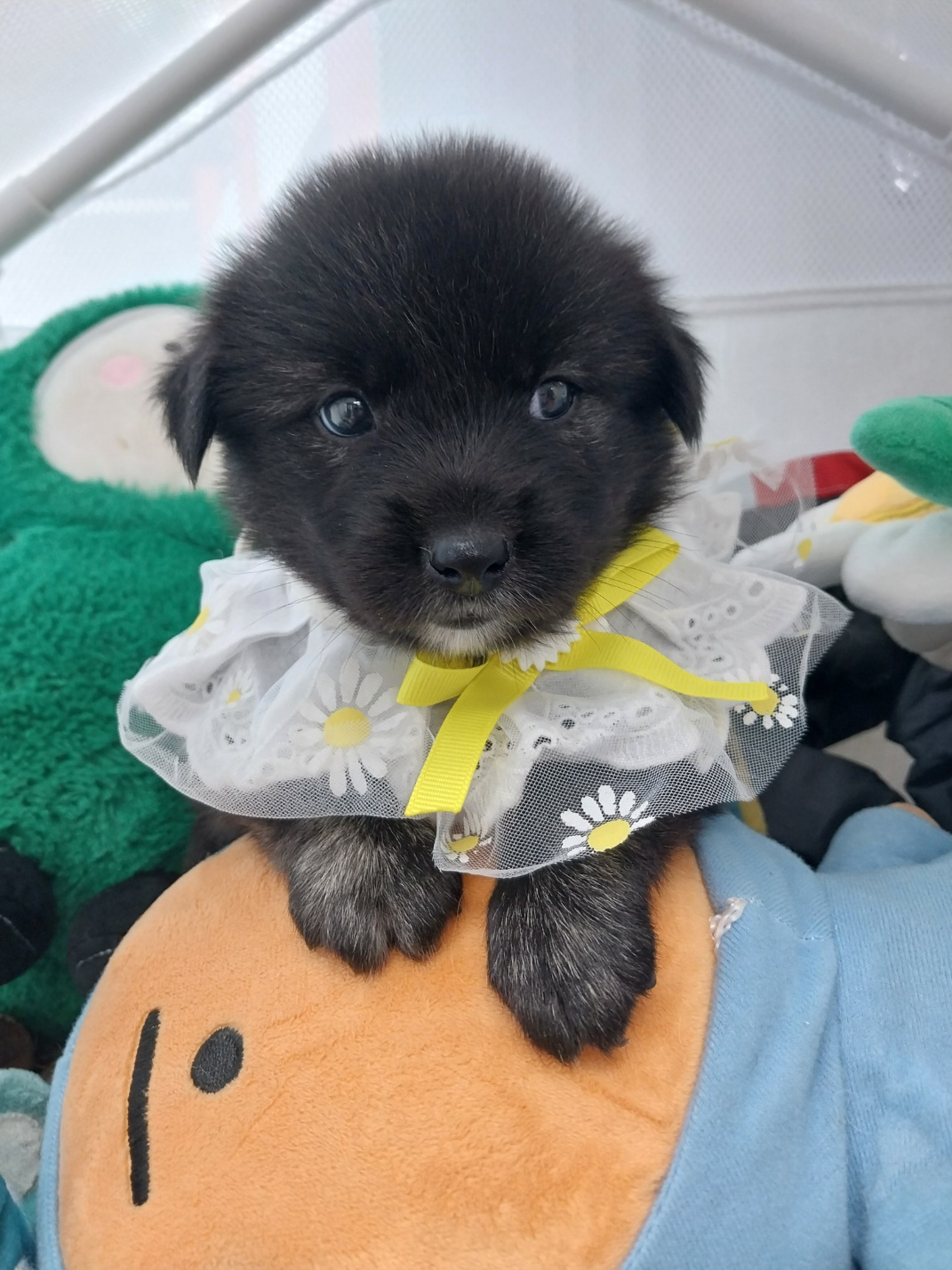 거제시유기동물보호소_448537202501322
