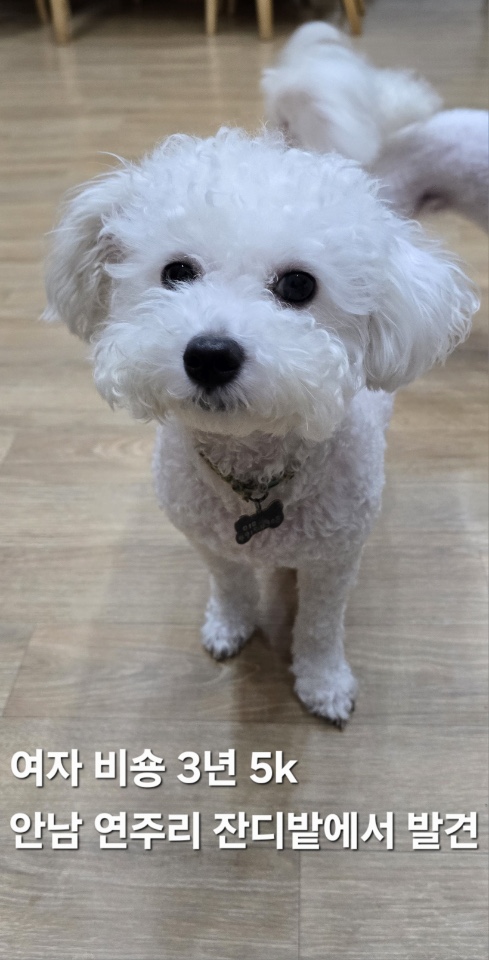 보호중 비숑 프리제…