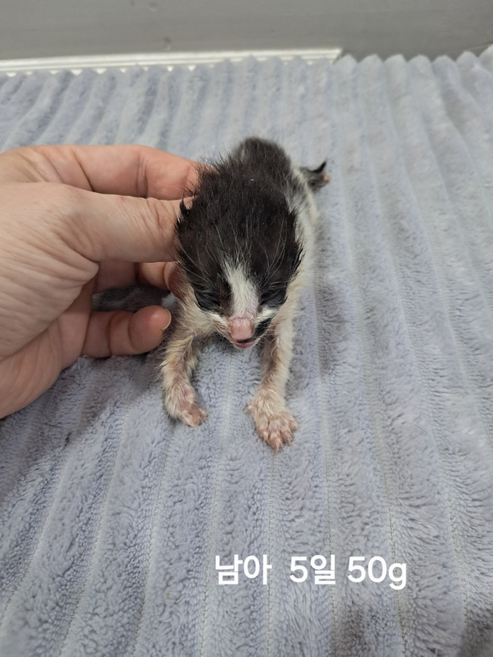 보호중 한국 고양이…