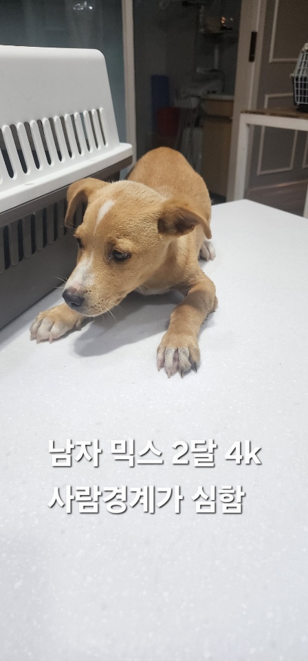 보호중 믹스견의 가…