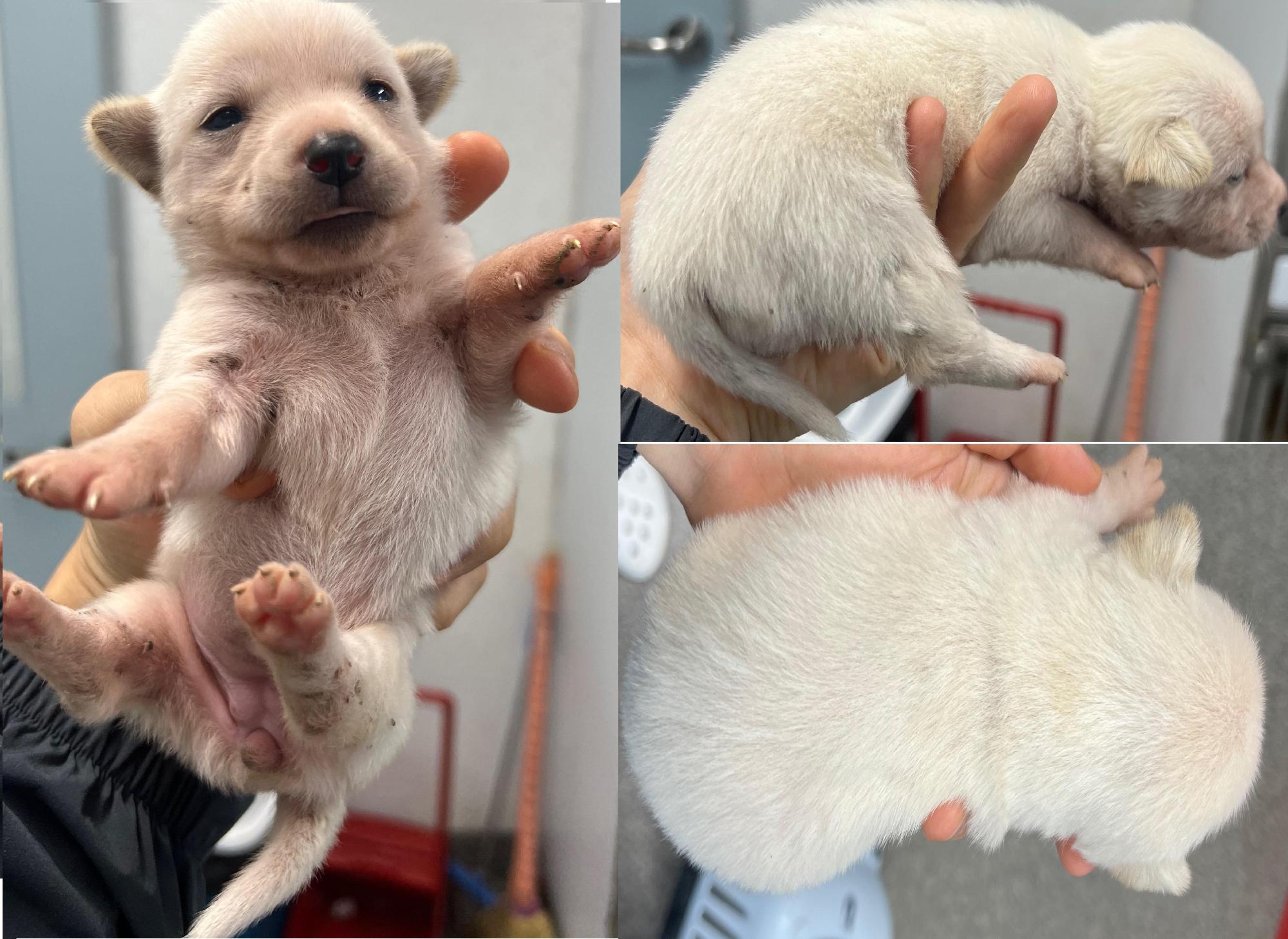 서산시 동물보호센터_444453202500989