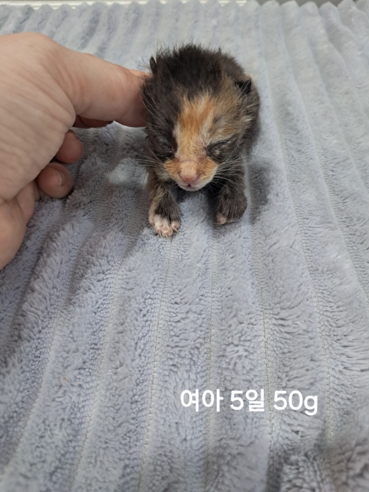보호중 한국 고양이…