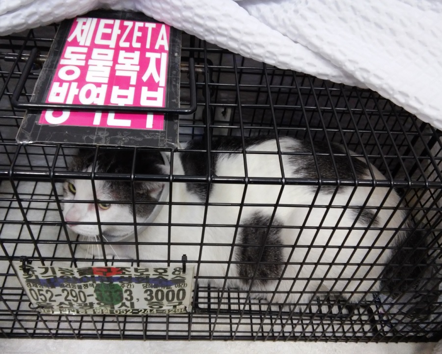 보호중 한국 고양이…