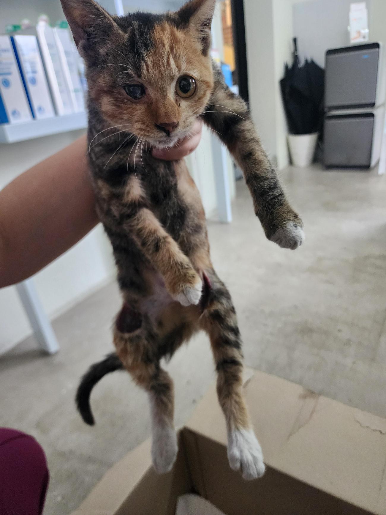 보호중 한국 고양이…