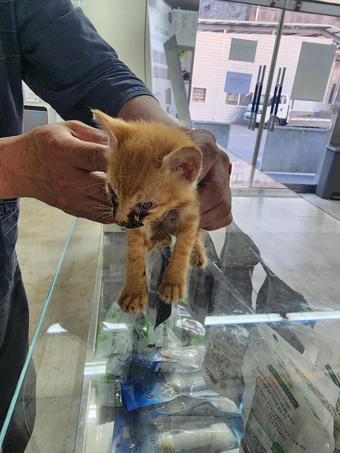 종료(자연사) 한국…