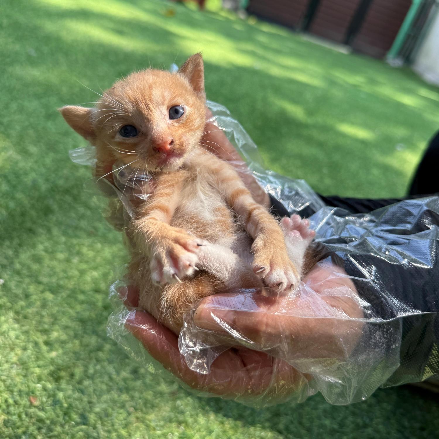 보호중 한국 고양이…