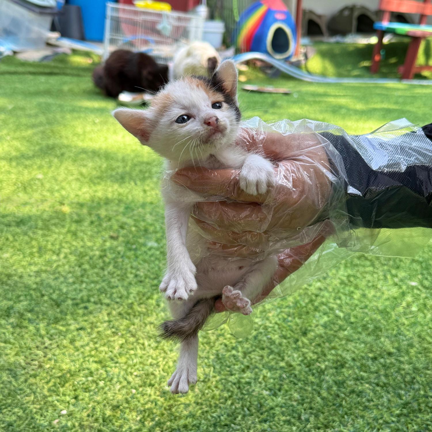 보호중 한국 고양이…