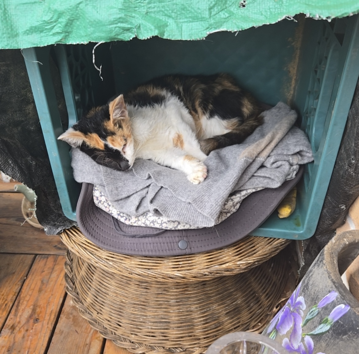보호중 한국 고양이…