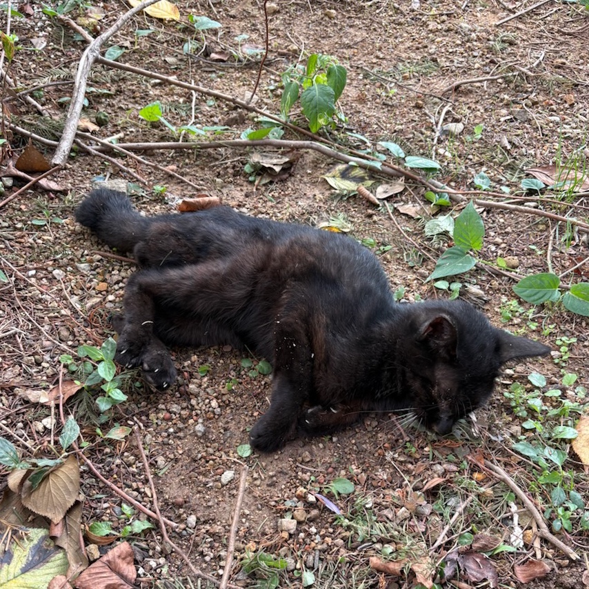 보호중 한국 고양이…