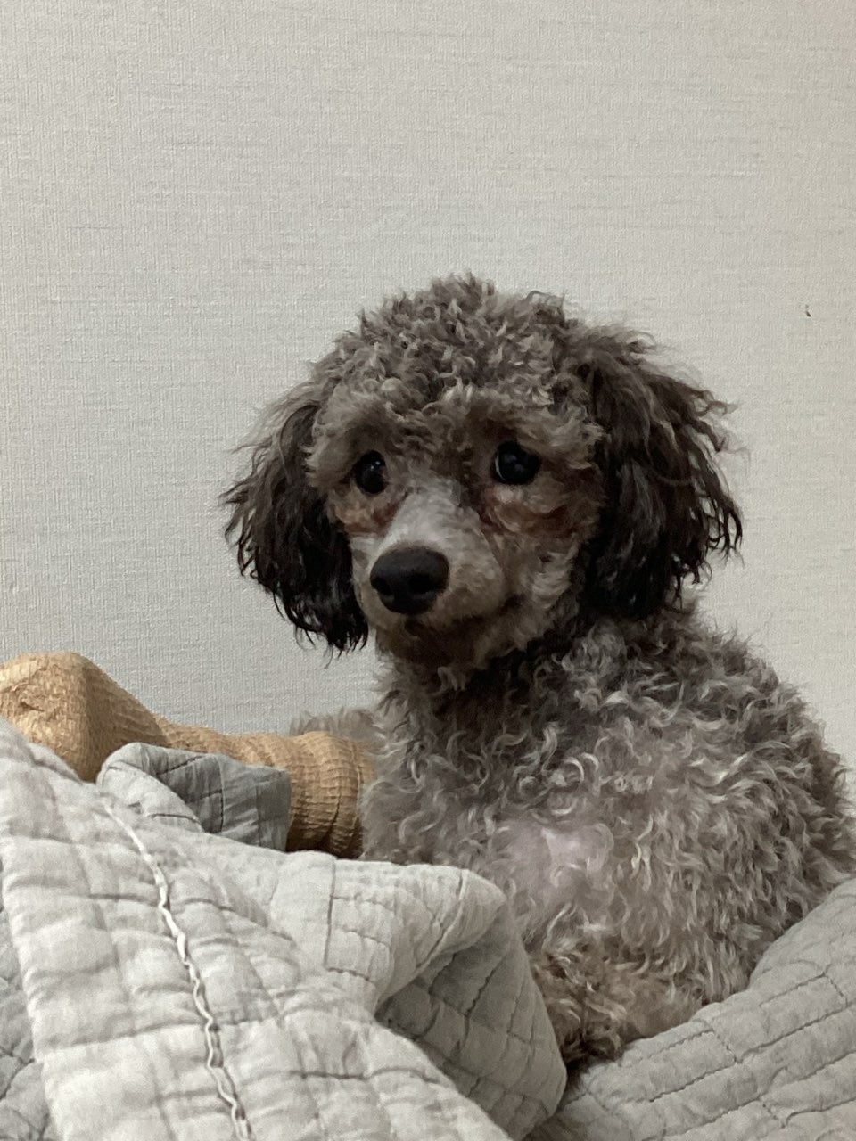 보호중 푸들의 가족…