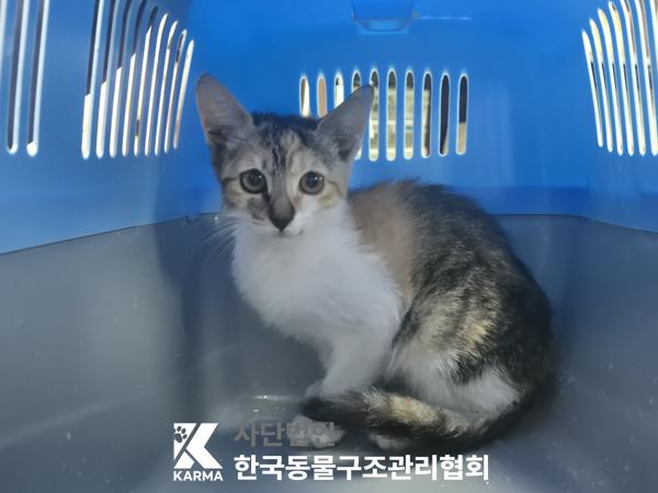 보호중 한국 고양이…