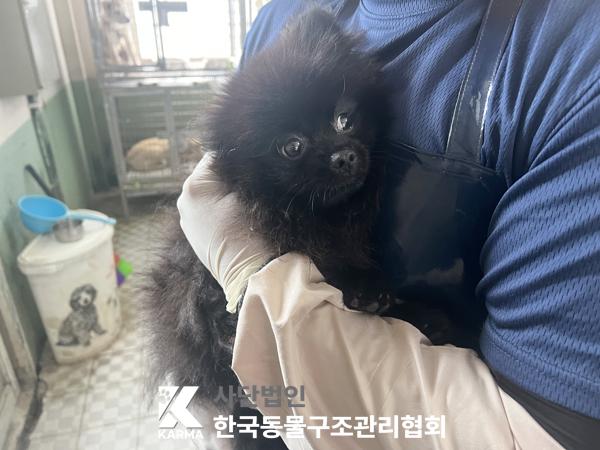 보호중 포메라니안의…