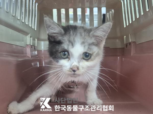 보호중 한국 고양이…