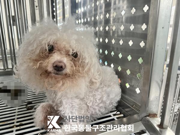 보호중 비숑 프리제…