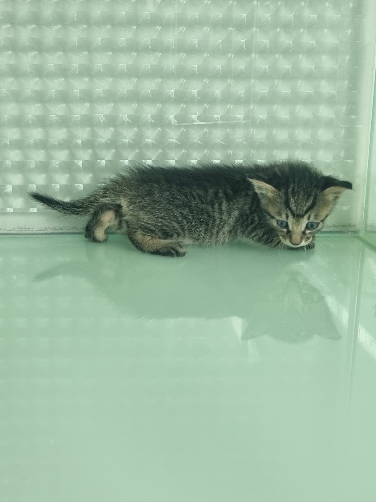 보호중 한국 고양이…