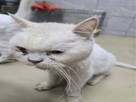 보호중 한국 고양이…