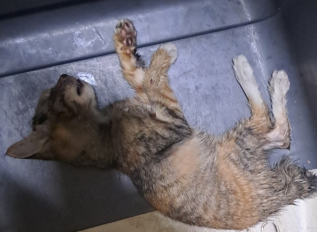 대구유기동물보호협회_427347202500743