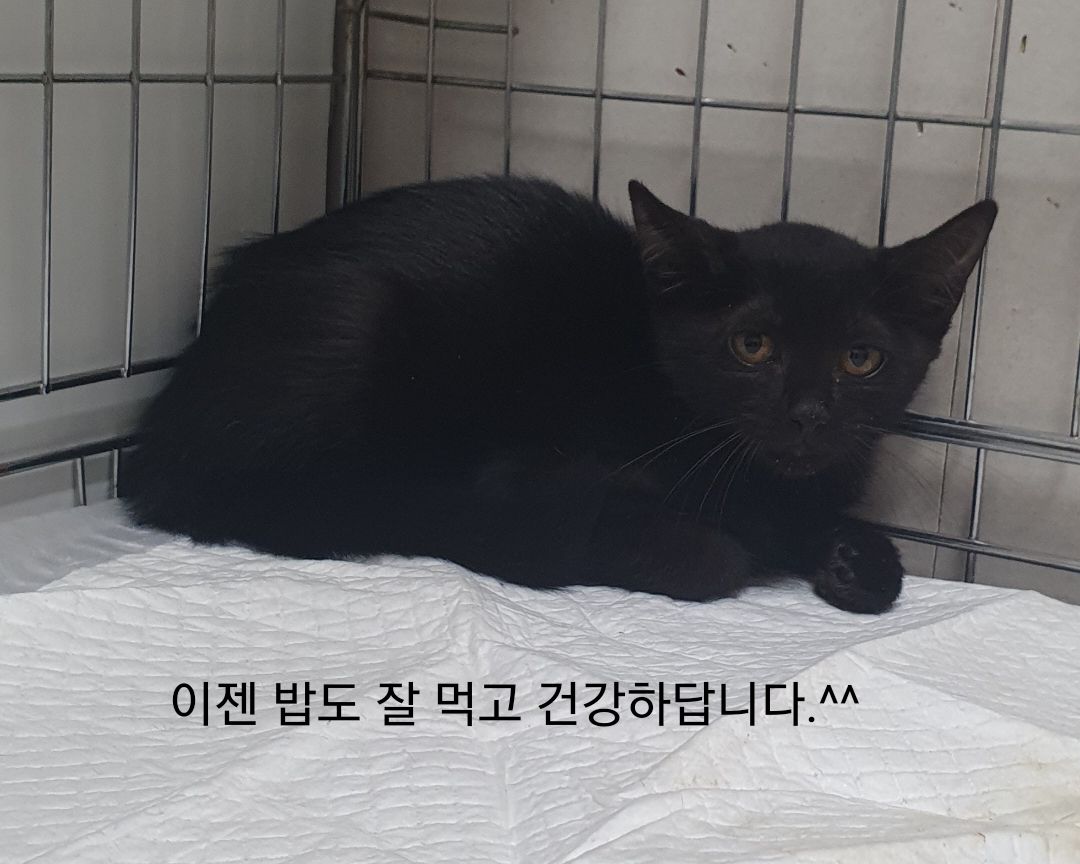 보호중 한국 고양이…