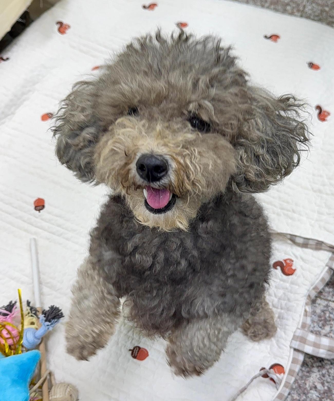 강릉시 동물사랑센터_442420202500479