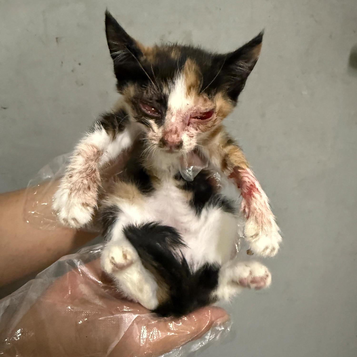 보호중 한국 고양이…