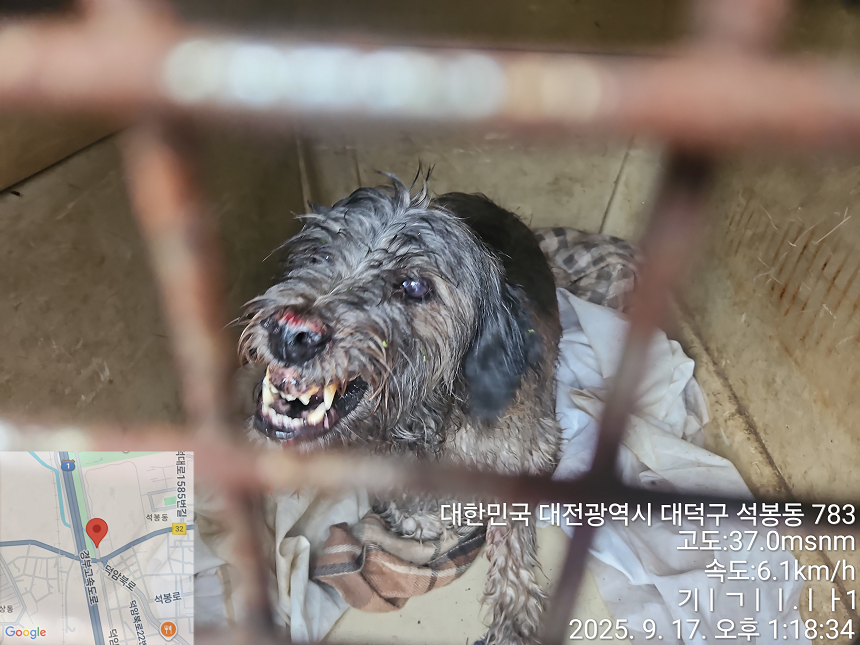 종료(반환) 믹스견…