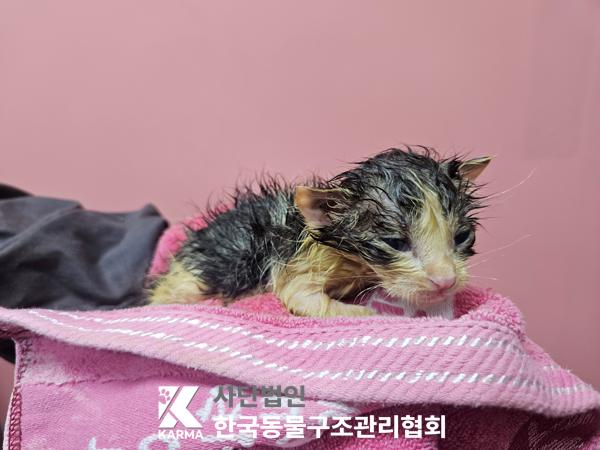 보호중 한국 고양이…