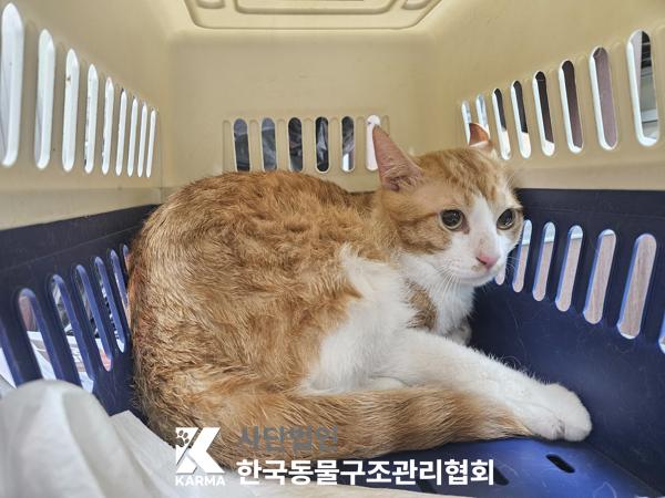 보호중 한국 고양이…