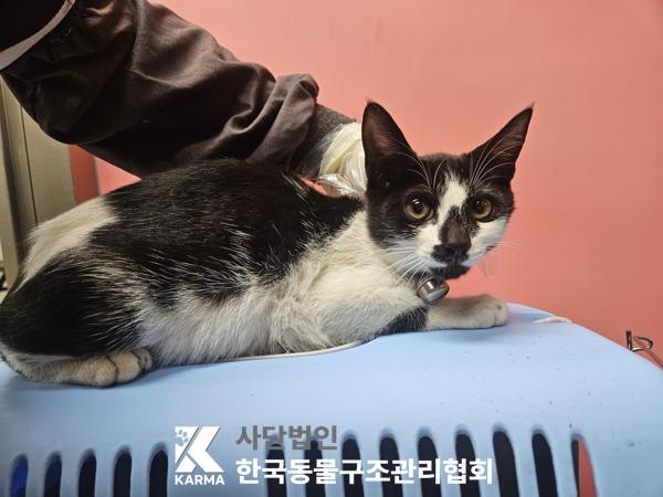 보호중 한국 고양이…