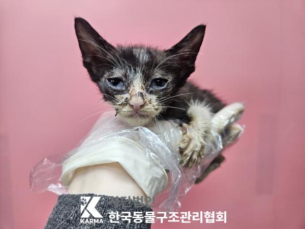 보호중 한국 고양이…